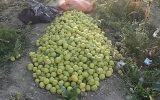 رکوردشکنی باغدار درگزی در برداشت گلابی