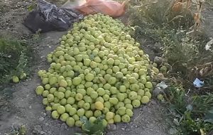 رکوردشکنی باغدار درگزی در برداشت گلابی رکوردشکنی باغدار درگزی در برداشت گلابی