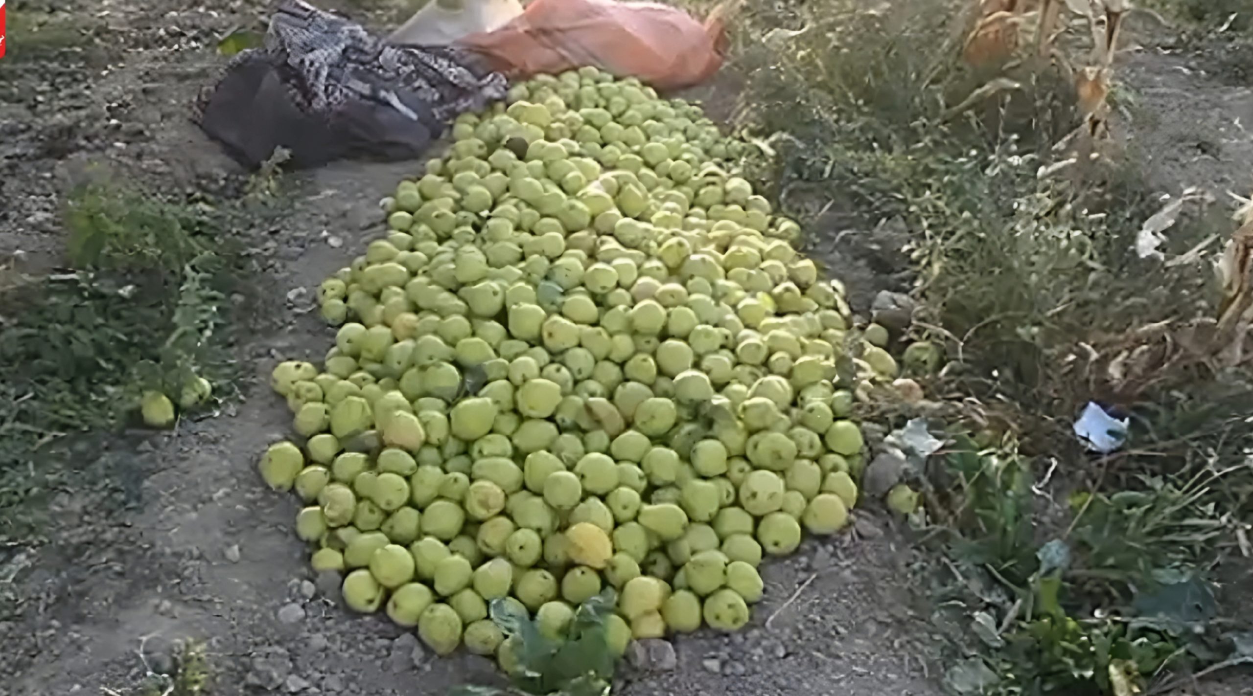 رکوردشکنی باغدار درگزی در برداشت گلابی